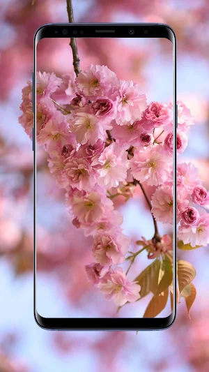Spring Wallpapers and Backgrounds Screenshot 2
