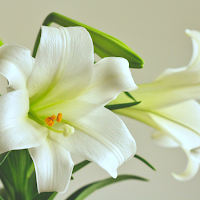 Easter Lily Wallpaper