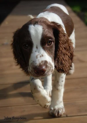 Springer Spaniel Dog Wallpaper Screenshot 0