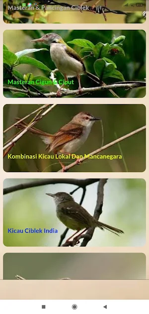 Masteran Ciblek Ngebren Screenshot 3