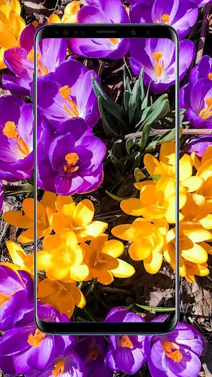 Crocus Flower Wallpapers Screenshot 0