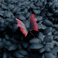 Butterfly wallpaper 4K, UHD