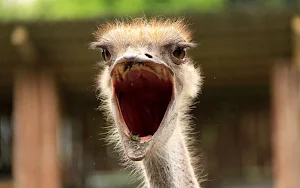Ostrich Wallpaper HD Screenshot 0