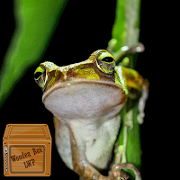 tree frog wallpaper