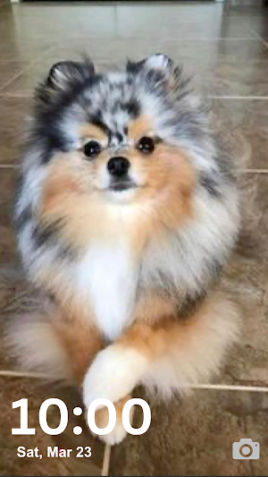 Pomeranian Wallpaper HD & 4K Screenshot 1