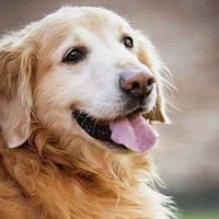 Golden Retriever Wallpapers