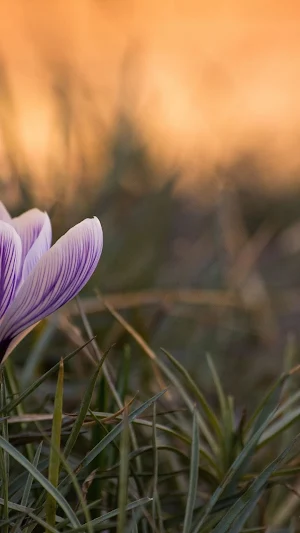 Crocus Wallpaper Screenshot 1