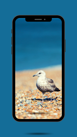 Seagull RIngtone and Sounds. Screenshot 0