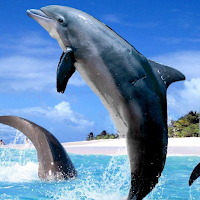 Dolphin Wallpapers