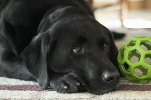 Labrador wallpapers Screenshot 0
