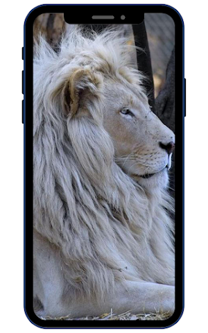White Lion Wallpapers Screenshot 2