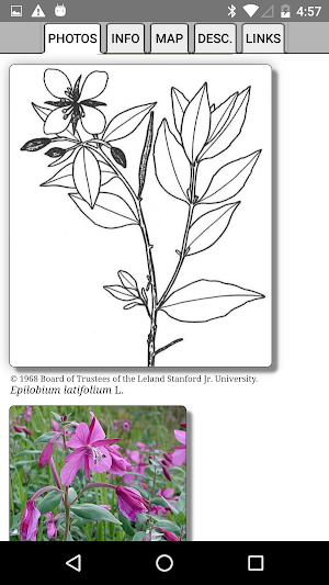 Alaska Wildflowers SC Screenshot 3