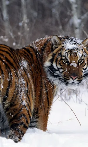 Tiger Wallpapers Screenshot 2