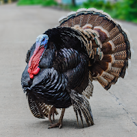 Turkey Sounds