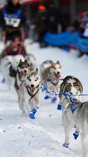 Dog Sledding Wallpaper Screenshot 1
