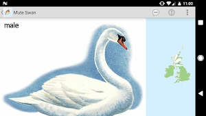 eGuide to British Birds Screenshot 3