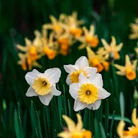 Daffodil Wallpapers