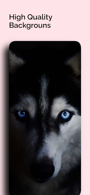 Husky Dogs Wallpapers 4K Screenshot 2