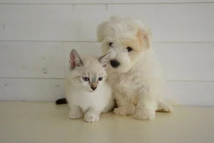 White kitten wallpapers Screenshot 1