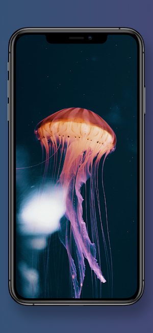 Cool Jellyfishes 3D Wallpapers Screenshot 3