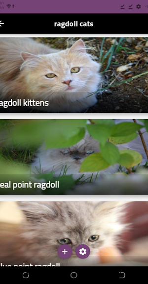 ragdoll cats Screenshot 2