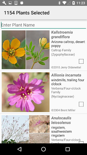 West Texas Wildflowers Screenshot 2