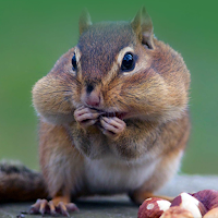 Chipmunk Sounds