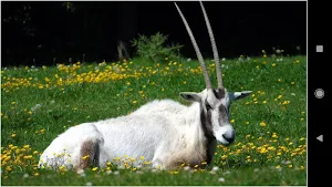 Stunning Deer Wallpapers Screenshot 1