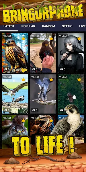 bird of prey wallpaper Screenshot 1