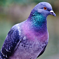 Pigeon Wallpapers