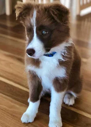 Border Collie Dog Wallpapers Screenshot 1