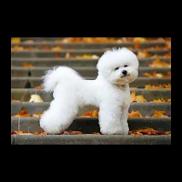 Most beautiful dogs