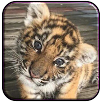 Baby Tiger Wallpaper Cute HD