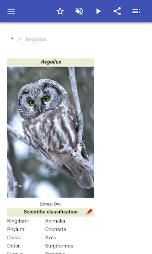 Owls Screenshot 1