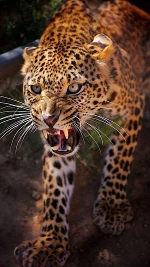 Leopard Wallpapers Screenshot 3