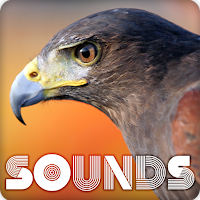 Hawk Sound Ringtones