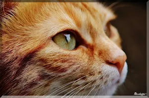 Katzen Bilder Screenshot 0