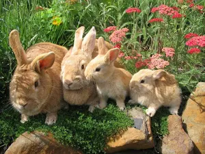 Cute Fluffy Animals Wallpapers HD Screenshot 1