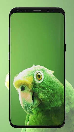 Parrot Wallpaper Screenshot 1