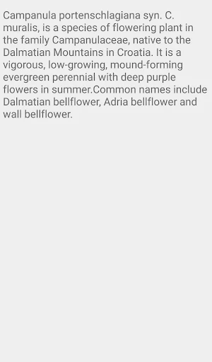 Campanula Portenschlagiana Flo Screenshot 3