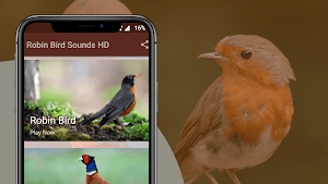 Robin Sounds Screenshot 1