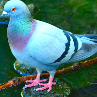 أنواع الحمام