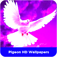 Pigeon HD Wallpapers