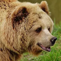 Bear Sounds