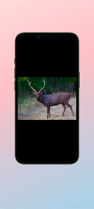 Rusa WalL Screenshot 0