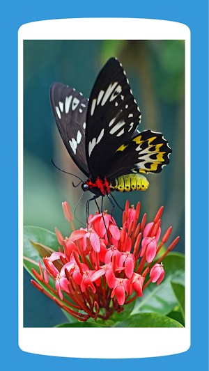 Butterfly Wallpaper Aesthetic HD 4K Screenshot 0