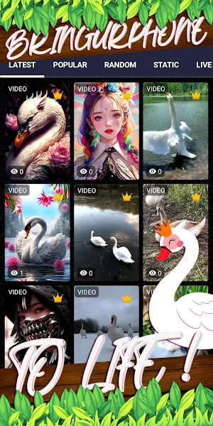 swan wallpaper Screenshot 1