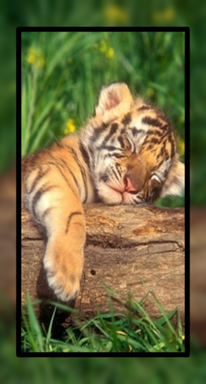 Baby Tiger Wallpaper Cute HD Screenshot 3