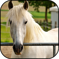 White horses wallpapers