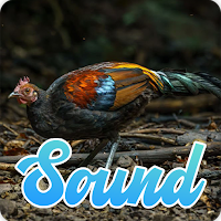 Red Jungle Fowl Sounds Effect